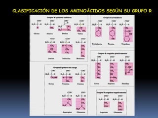 ALFABETO PROTEICONOMENCLATURA DE LOS L – ALFA AMINOACIDOS  CONSTITUYENTES DE LAS PROTEÍNASLOS AMINOÁCIDOS SE PUEDEN CLASIFICAR SEGÚN SU GRUPO R