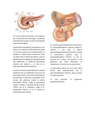 En la cara anterior describe una curvatura, 
por la presencia del estomago. El conducto 
pancreático principal, los vasos mesentéricos 
superiores (Imagen). 
Se describen escotaduras, una superior y una 
inferior, en relación a la formación del cuello, 
en el cual se genera un estrechamiento, El 
duodeno se apoya sobre el páncreas, hacia 
los lados esta el tubérculo anterior, y por el 
borde superior al apoyarse el duodeno, están 
dos tubérculos, el tubérculo pancreático 
anterior por anterior, y el otro es el 
tubérculo omental por posterior. 
Los arcos arteriales están dados por la arteria 
esplénica con sus colaterales, que una es la 
pancreática dorsal. Esta arteria esplénica va 
por posterior al páncreas, recuérdalo. En el 
cuerpo del páncreas estará la arteria 
pancreática dorsal, luego la pancreática 
magna o mayor, y después desde la rama 
inferior de la A. esplénica, surge la A. 
pancreática inferior. La A. P. inferior se 
anastomosa con las otras. 
En la arteria gastroduodenal se encuentra la 
A. pancreatoduodenal superior posterior. 
Inferior a ella nace la arteria 
pancreatoduodenal superior anterior. Desde 
la mesentérica superior nace la 
pancreatoduodenal inferior, la cual se 
termina en 2 ramas, una anterior y una 
posterior. Las ramas anteriores se 
anastomosa, lo mismo con las posteriores. 
La pancreática dorsal da una rama hacia 
dorsal, para anastomosarse con la 
pancreatoduodenal anterior. Aquí se forma 
un anillo arterioso 
La cola presenta el ligamento 
pancreatoesplénico. 
 