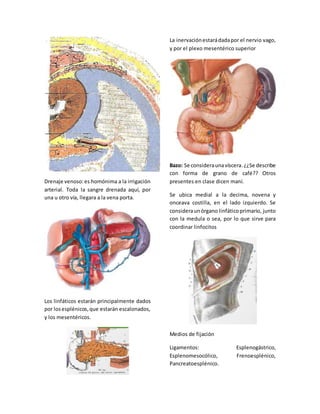 Drenaje venoso: es homónima a la irrigación 
arterial. Toda la sangre drenada aquí, por 
una u otro vía, llegara a la vena porta. 
Los linfáticos estarán principalmente dados 
por los esplénicos, que estarán escalonados, 
y los mesentéricos. 
La inervación estará dada por el nervio vago, 
y por el plexo mesentérico superior 
Bazo: Se considera una víscera. ¿¿Se describe 
con forma de grano de café?? Otros 
presentes en clase dicen maní. 
Se ubica medial a la decima, novena y 
onceava costilla, en el lado izquierdo. Se 
considera un órgano linfático primario, junto 
con la medula o sea, por lo que sirve para 
coordinar linfocitos 
Medios de fijación 
Ligamentos: Esplenogástrico, 
Esplenomesocólico, Frenoesplénico, 
Pancreatoesplénico. 
 