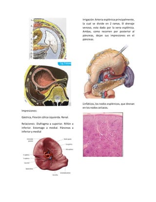 Impresiones: 
Gástrica, Flexión cólica izquierda. Renal. 
Relaciones: Diafragma a superior. Riñón a 
inferior. Estomago a medial. Páncreas a 
inferior y medial 
Irrigación: Arteria esplénica principalmente, 
la cual se divide en 2 ramas. El drenaje 
venoso, esta dado por la vena esplénica. 
Ambas, como recorren por posterior al 
páncreas, dejan sus impresiones en el 
páncreas. 
Linfáticos, los nodos esplénicos, que drenan 
en los nodos celiacos. 
 