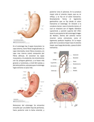 En el estomago hay 3 capas musculares. La 
capa externa, tiene fibras longitudinales; la 
capa intermedia, tiene fibras circulares y la 
capa mas interna estará compuesta por 
fibras oblicuas. Al seccionar las capas 
musculares, e la anatomía, nos encontramos 
con los pliegues gástricos, y se hacen más 
gruesos y numerosos, a nivel del cuerpo, y 
del antro pilórico, esto para que el estomago 
logre estirarse un poco más. 
Relaciones del estomago: Se encuentra 
envuelto por una doble hoja de peritoneo, 
hacia posterior esta la bolsa omental, y 
posterior esta el páncreas. En la curvatura 
mayor esta el omento mayor, que va, se 
refleja, y se fija en el colon transverso. 
Directamente forma el ligamento 
gastrocólico que se fija desde el colon 
transverso al estomago. En relación a la 
curvatura menor, nace el omento menor, el 
cual se relaciona con el hígado. Glándula 
suprarrenal, y porción superior del riñón 
tocan la cara posterior del estomago (imagen 
de Netter). Dentro del omento menor 
recorren varias estructuras, como el 
ligamento pedículo hepático. En la mayor 
parte de la curvatura mayor nace el omento 
mayor, que luego desciende, y pasa al colon 
transverso. 
 