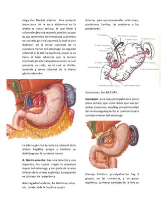 Irrigación: Muchas arterias. Una colateral 
importante de la aorta abdominal es la 
arteria o tronco celiaco, el cual tiene 3 
colaterales (es una pequeña porción, ya que 
da sus terminales de inmediato).La primera 
es la arteria gástrica izquierda, la cual se va a 
distribuir en la mitad izquierda de la 
curvatura menor del estomago. La segunda 
colateral es la arteria esplénica, la que se va 
hacia el bazo. Mientras que la tercera 
terminal es la arteria hepática común, la cual 
presenta un codo, en el cual se divide, 
asciende y como colateral de la arteria 
gástrica derecha. 
La arteria gástrica derecha es colateral de la 
arteria hepática propia y también se 
distribuye por la curvatura menor 
A. Gastro-omental: hay una derecha y una 
izquierda, las cuales irrigan la curvatura 
mayor del estomago, y son parte de la rama 
inferior de la arteria esplénica. La izquierda 
es colateral de la esplénica 
Arteria gastroduodenal, Aa. Gástricas cortas, 
etc. colateral de la hepática propia 
Arterias pancreatoduodenales anteriores, 
posteriores (ambas, las anteriores y las 
posteriores). 
Variaciones: Son MUCHAS… 
Inervación: esta dada principalmente por el 
plexo celiaco, que tiene ramos que van por 
ambas curvaturas. Aquí hay una continuidad 
del nervio vago izquierdo, el cual continua la 
curvatura menor del estomago 
Drenaje linfático: principalmente hay 3 
grupos, en las curvaturas, y un grupo 
esplénico. La mayor cantidad de la linfa va 
 