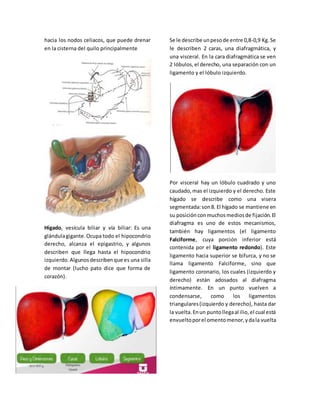 hacia los nodos celiacos, que puede drenar 
en la cisterna del quilo principalmente 
Hígado, vesícula biliar y vía biliar: Es una 
glándula gigante. Ocupa todo el hipocondrio 
derecho, alcanza el epigastrio, y algunos 
describen que llega hasta el hipocondrio 
izquierdo. Algunos describen que es una silla 
de montar (lucho pato dice que forma de 
corazón). 
Se le describe un peso de entre 0,8-0,9 Kg. Se 
le describen 2 caras, una diafragmática, y 
una visceral. En la cara diafragmática se ven 
2 lóbulos, el derecho, una separación con un 
ligamento y el lóbulo izquierdo. 
Por visceral hay un lóbulo cuadrado y uno 
caudado, mas el izquierdo y el derecho. Este 
hígado se describe como una visera 
segmentada: son 8. El hígado se mantiene en 
su posición con muchos medios de fijación. El 
diafragma es uno de estos mecanismos, 
también hay ligamentos (el ligamento 
Falciforme, cuya porción inferior está 
contenida por el ligamento redondo). Este 
ligamento hacia superior se bifurca, y no se 
llama ligamento Falciforme, sino que 
ligamento coronario, los cuales (izquierdo y 
derecho) están adosados al diafragma 
íntimamente. En un punto vuelven a 
condensarse, como los ligamentos 
triangulares (izquierdo y derecho), hasta dar 
la vuelta. En un punto llega al ilio, el cual está 
envuelto por el omento menor, y da la vuelta 
 