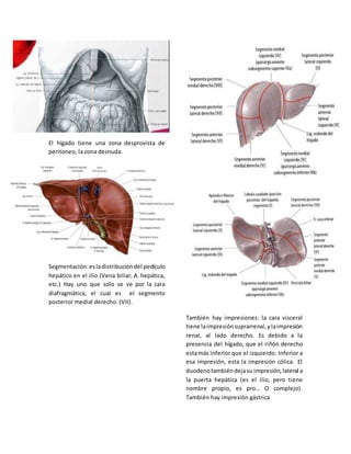 El hígado tiene una zona desprovista de 
peritoneo, la zona desnuda. 
Segmentación: es la distribución del pedículo 
hepático en el ilio (Vena biliar, A. hepática, 
etc.) Hay uno que solo se ve por la cara 
diafragmática, el cual es el segmento 
posterior medial derecho. (VII). 
También hay impresiones: la cara visceral 
tiene la impresión suprarrenal, y la impresión 
renal, al lado derecho. Es debido a la 
presencia del hígado, que el riñón derecho 
esta más inferior que el izquierdo. Inferior a 
esa impresión, esta la impresión cólica. El 
duodeno también deja su impresión, lateral a 
la puerta hepática (es el ilio, pero tiene 
nombre propio, es pro… O complejo) . 
También hay impresión gástrica 
 