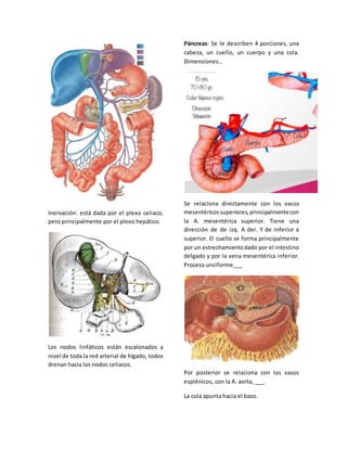 Inervación: está dada por el plexo celiaco, 
pero principalmente por el plexo hepático. 
Los nodos linfáticos están escalonados a 
nivel de toda la red arterial de hígado, todos 
drenan hacia los nodos celiacos. 
Páncreas: Se le describen 4 porciones, una 
cabeza, un cuello, un cuerpo y una cola. 
Dimensiones… 
Se relaciona directamente con los vasos 
mesentéricos superiores, principalmente con 
la A. mesentérica superior. Tiene una 
dirección de de izq. A der. Y de inferior a 
superior. El cuello se forma principalmente 
por un estrechamiento dado por el intestino 
delgado y por la vena mesentérica inferior. 
Proceso unciforme___ 
Por posterior se relaciona con los vasos 
esplénicos, con la A. aorta, ___. 
La cola apunta hacia el bazo. 
 