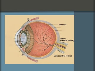 Comprehensive Guide to Human Ocular Anatomy and Function | PPTX