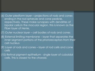 Rod Spherule Comprehensive Guide to Human Ocular Anatomy and Function | PPTX