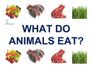 WHAT DO
ANIMALS EAT?

 