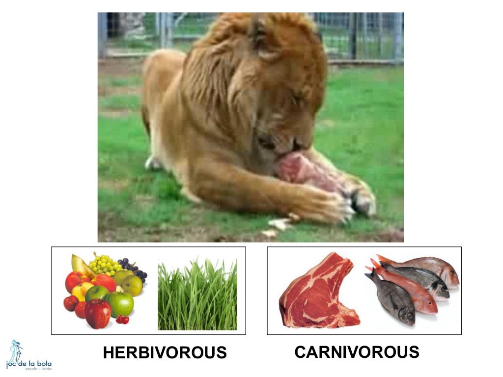 WHAT DO ANIMALS EAT?