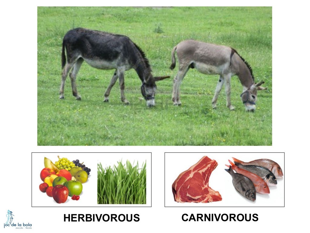 WHAT DO ANIMALS EAT?
