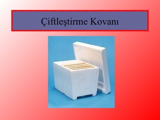 Çiftleştirme Kovanı
 