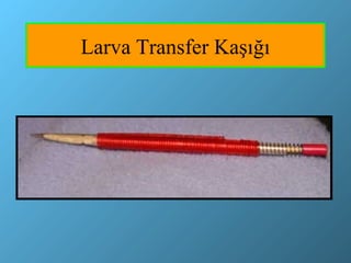 Larva Transfer şığı
 