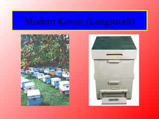 Modern Kovan (Langstroth)
 