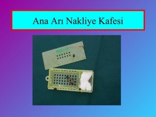 Ana Arı Nakliye Kafesi
 