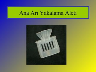 Ana Arı Yakalama Aleti
 