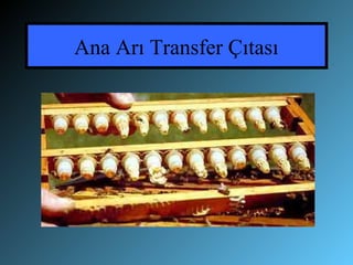 Ana Arı Transfer Çıٲı
 