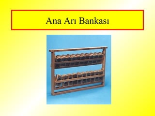 Ana Arı Bankası
 