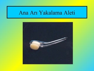 Ana Arı Yakalama Aleti
 