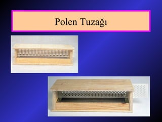 Polen Tuzağı
 