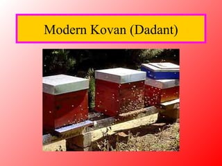 Modern Kovan (Dadant)
 