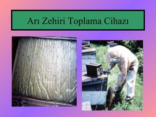 Arı Zehiri Toplama 侱󲹳ı
 