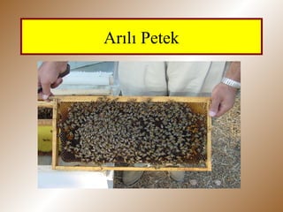 Arılı Petek
 