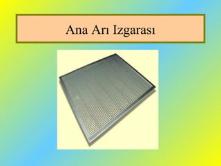 Ana Arı Izgarası
 