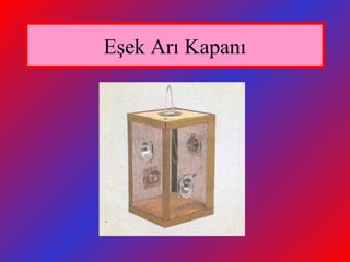 Eşek Arı Kapanı
 