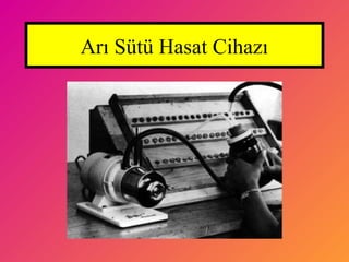 Arı Sütü Hasat 侱󲹳ı
 