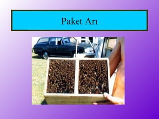 Paket Arı
 