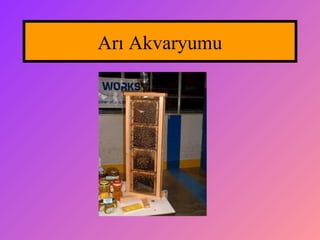 Arı Akvaryumu
 