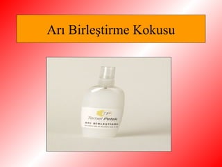 Arı Birleştirme Kokusu
 
