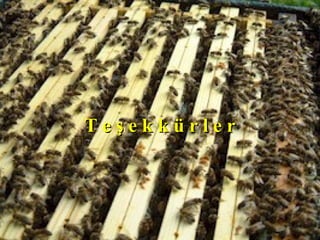 T e ş e k k ü r l e rT e ş e k k ü r l e r
 