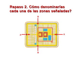Repaso 2. Cómo denominaríasRepaso 2. Cómo denominarías
cada una de las zonas señaladas?cada una de las zonas señaladas?
A A
B
B
C
 