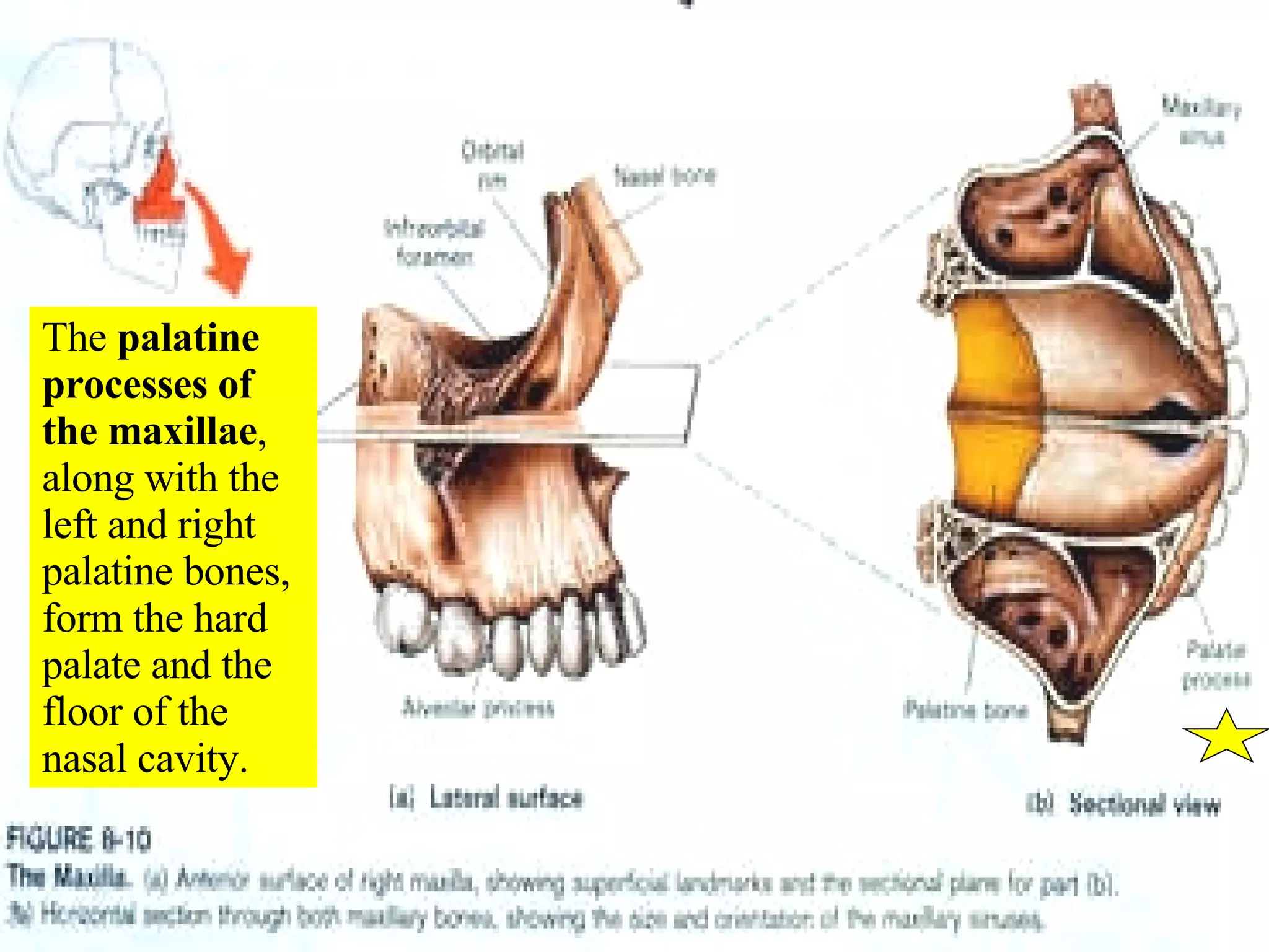 The  palatine processes of the maxillae , along with the left and right palatine bones, form the hard palate and the floor of the nasal cavity. 