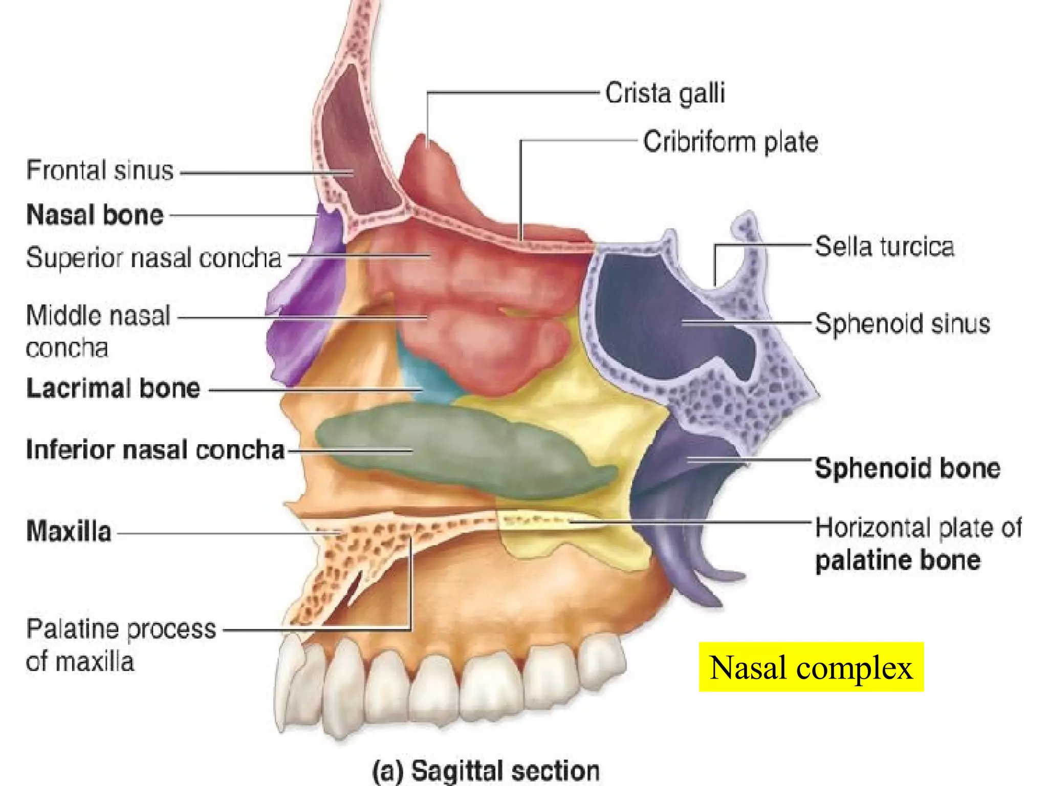 Nasal complex 