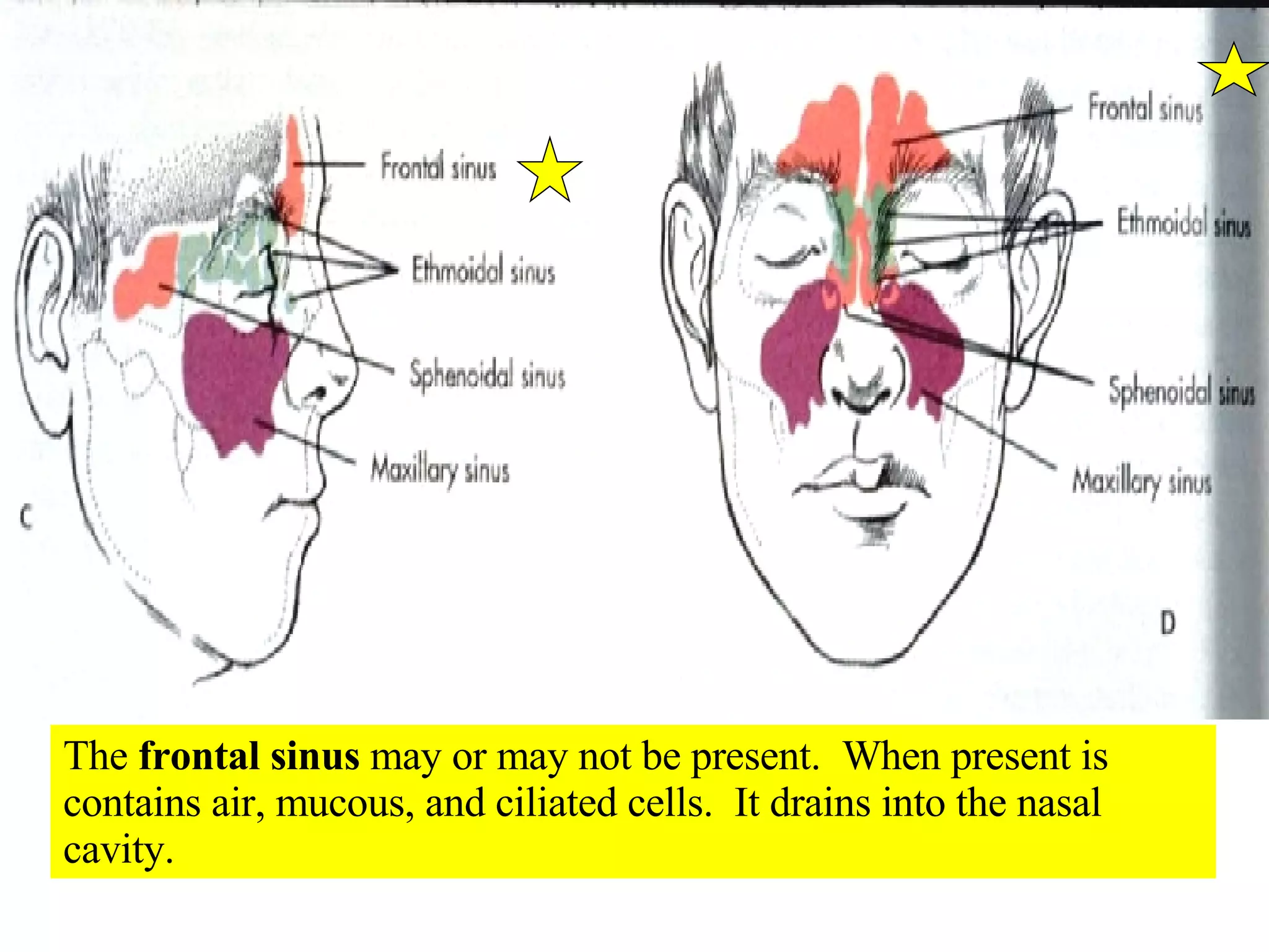 The  frontal sinus  may or may not be present.  When present is contains air, mucous, and ciliated cells.  It drains into the nasal cavity. 