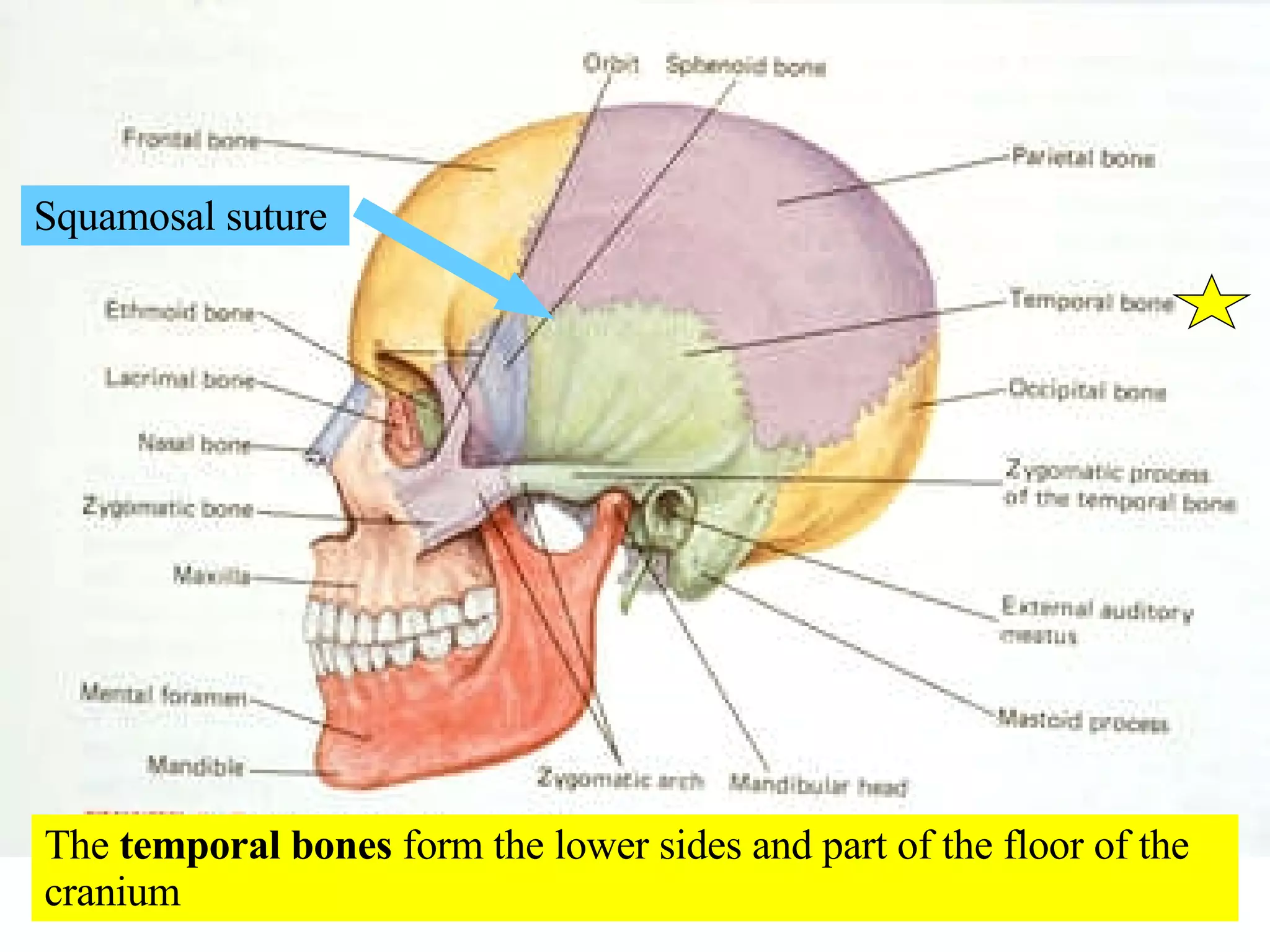 The  temporal bones  form the lower sides and part of the floor of the cranium Squamosal suture 