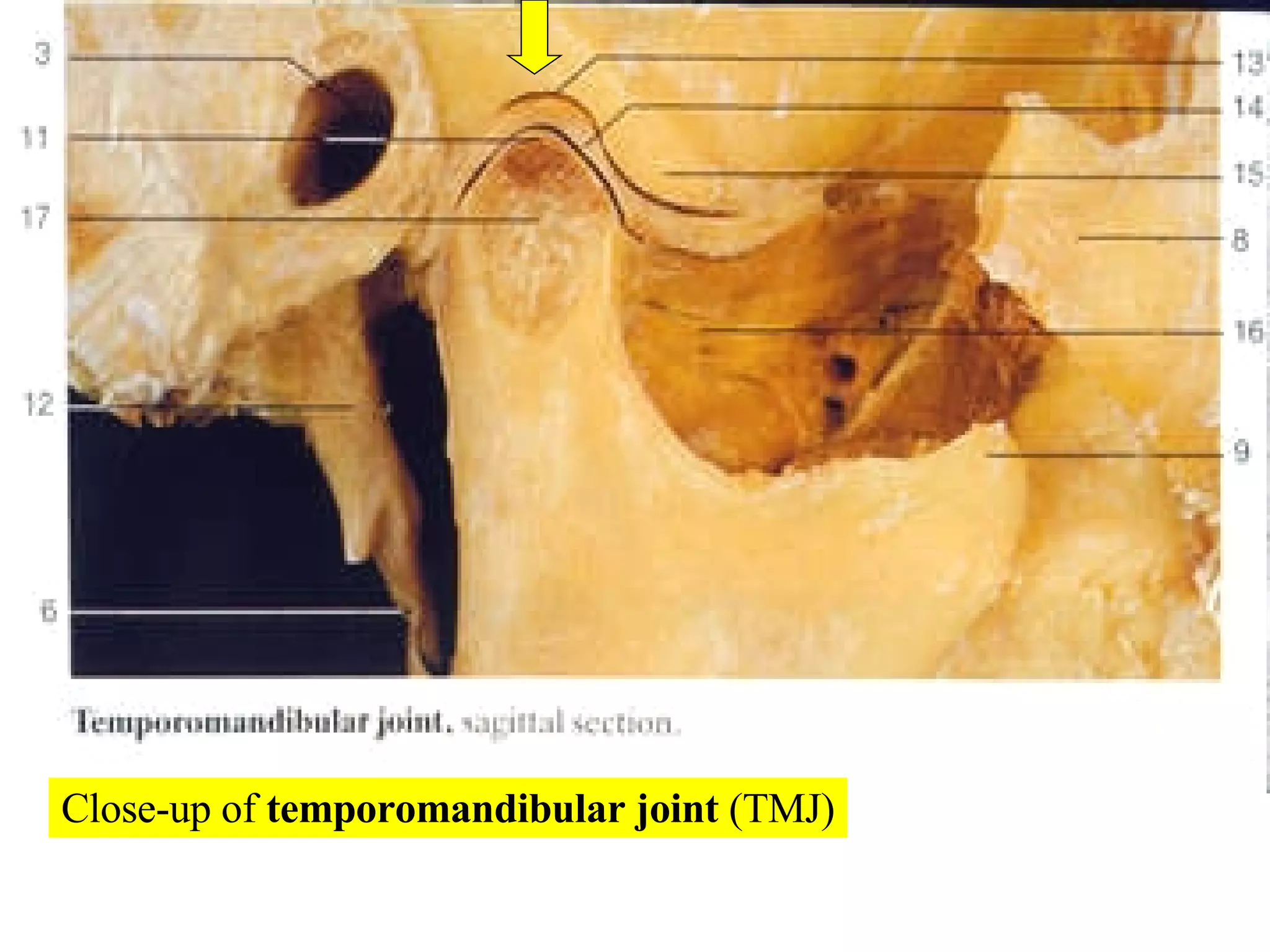Close-up of  temporomandibular joint  (TMJ) 