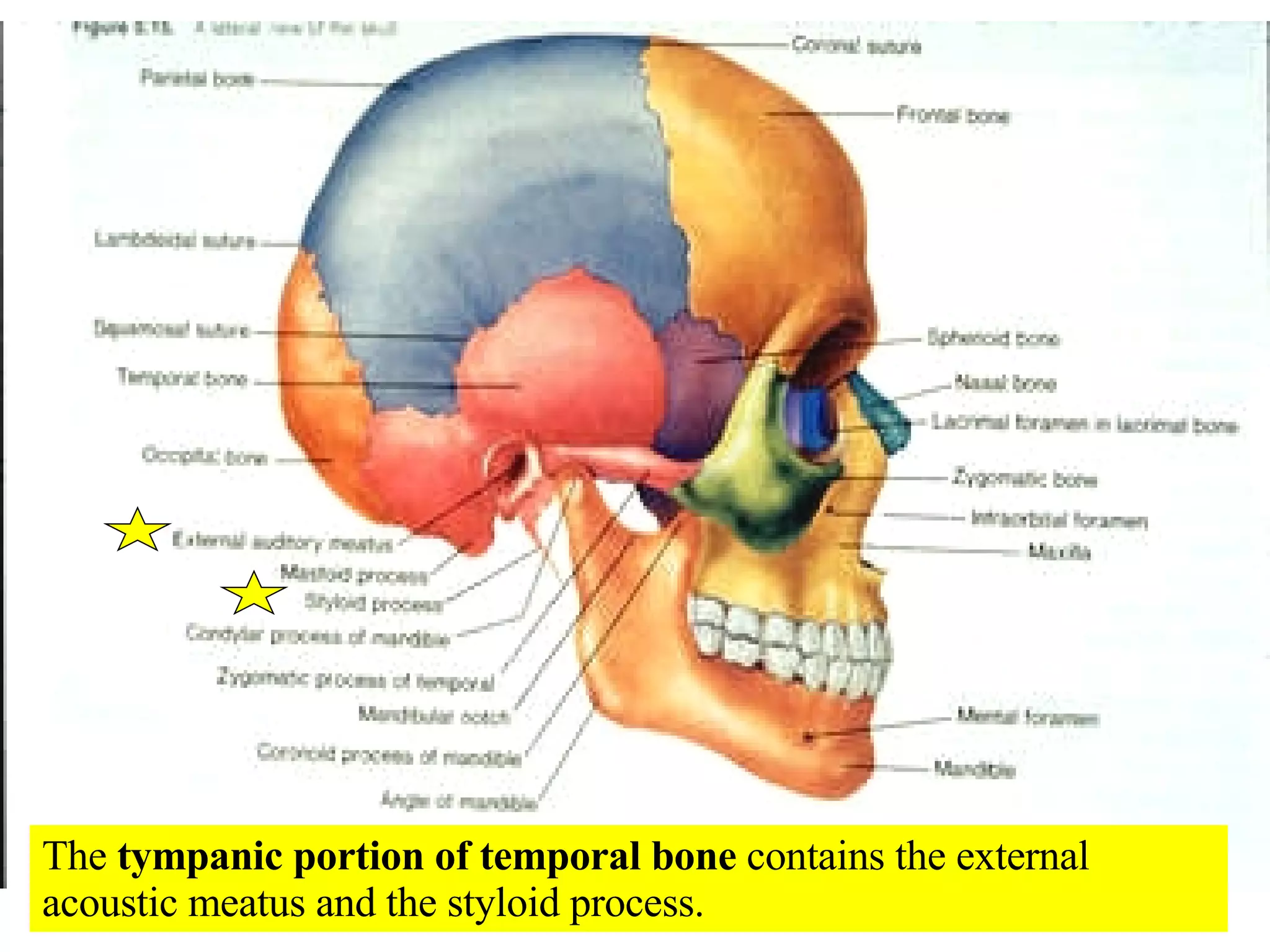 The  tympanic portion of temporal bone  contains the external acoustic meatus and the styloid process. 