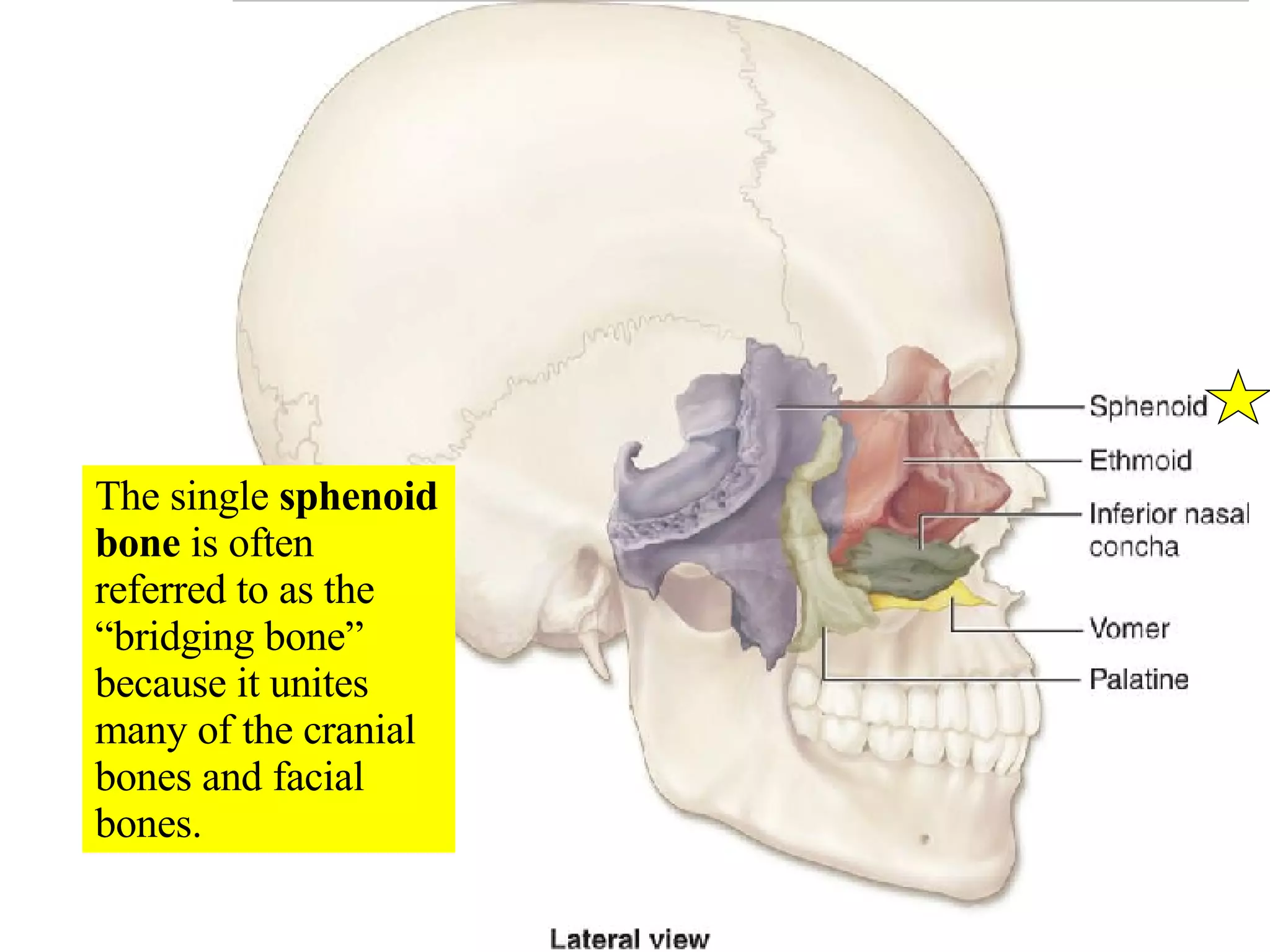 The single  sphenoid bone  is often referred to as the “bridging bone” because it unites many of the cranial bones and facial bones. 