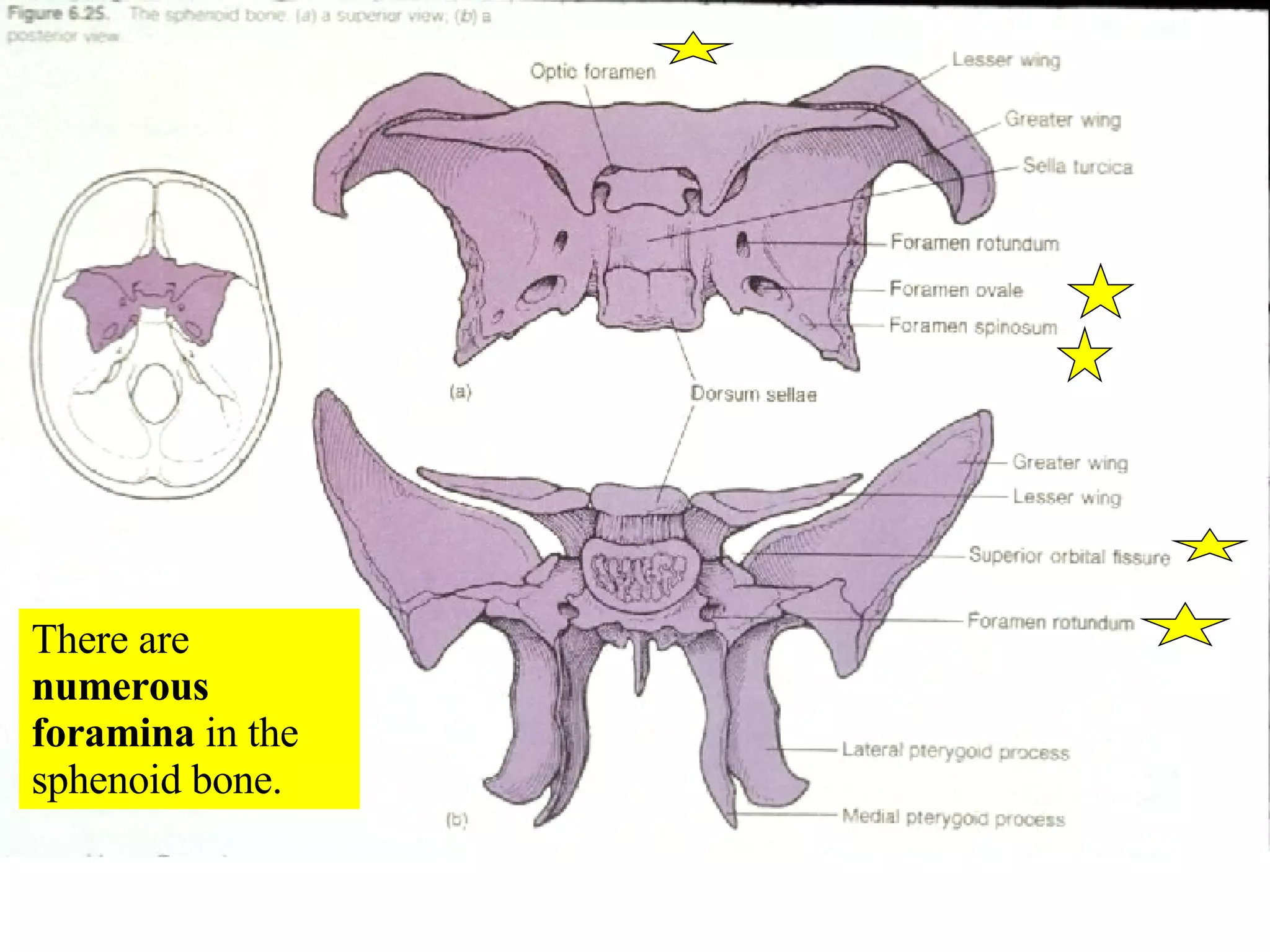 There are  numerous foramina  in the sphenoid bone. 
