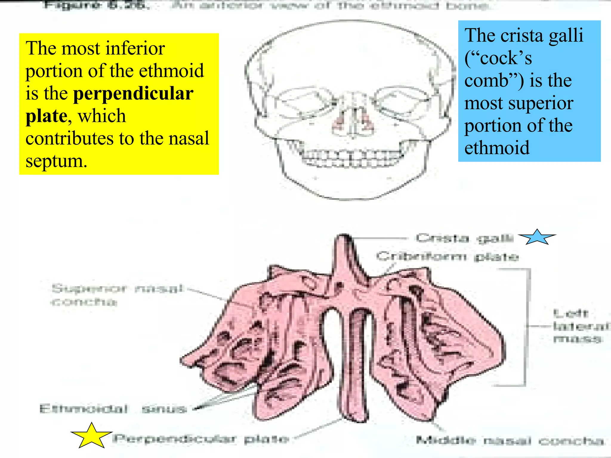 The most inferior portion of the ethmoid is the  perpendicular plate , which contributes to the nasal septum. The crista galli (“cock’s comb”) is the most superior portion of the ethmoid 