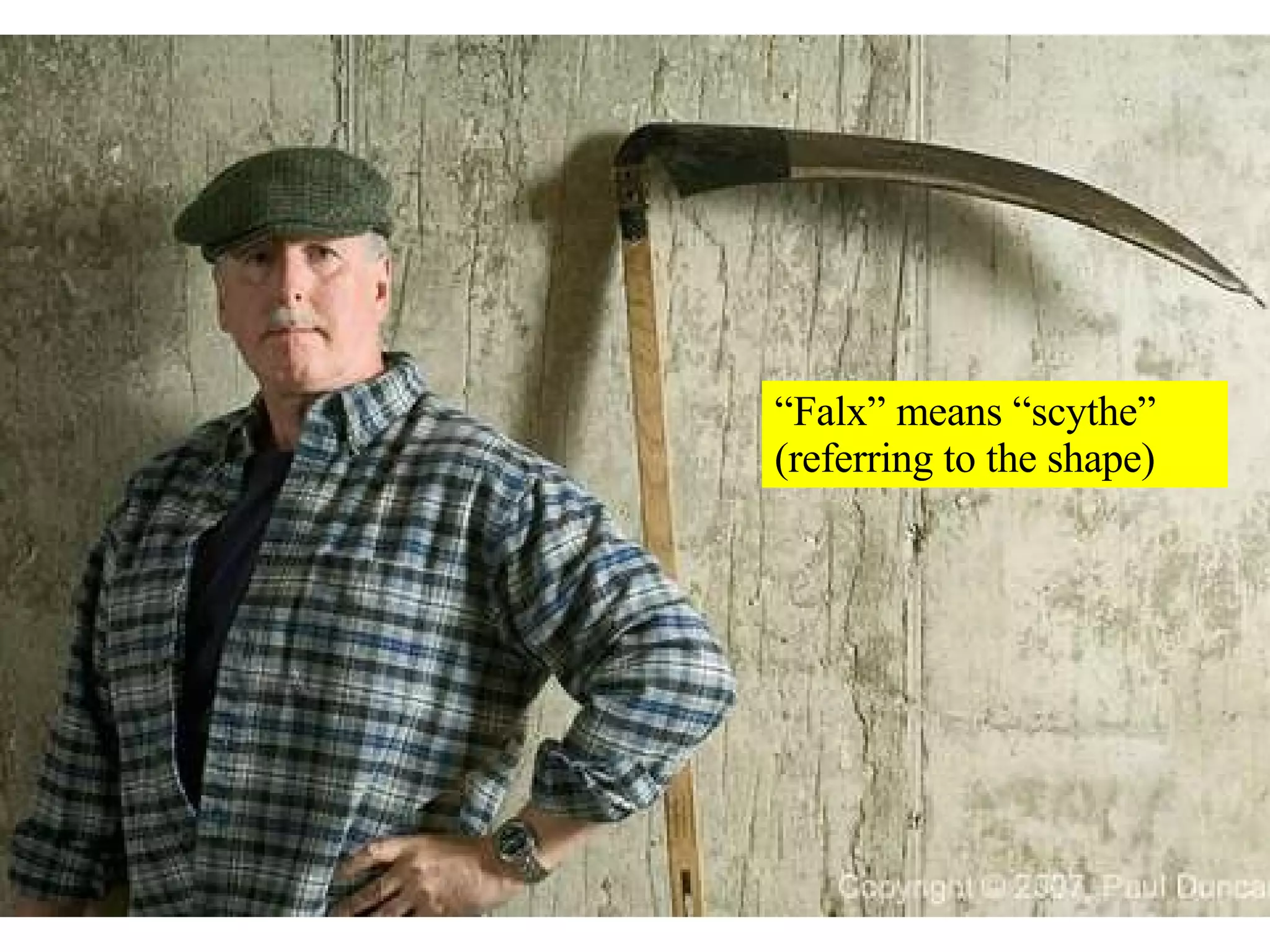 “Falx” means “scythe” (referring to the shape) 