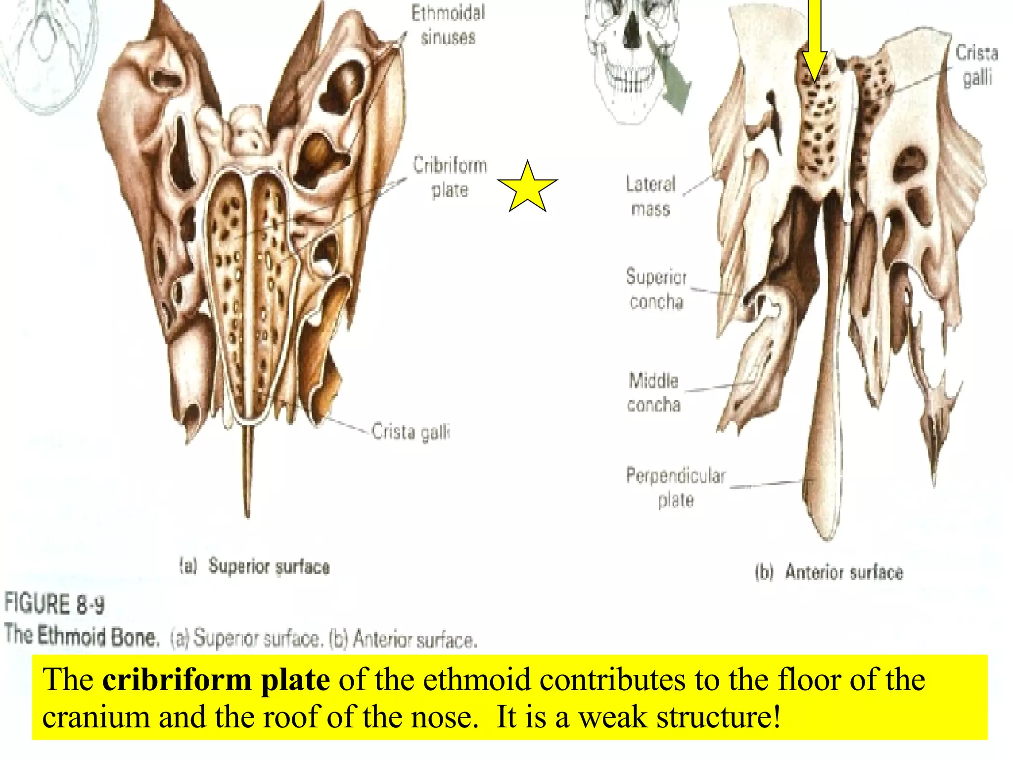 The  cribriform plate  of the ethmoid contributes to the floor of the cranium and the roof of the nose.  It is a weak structure! 