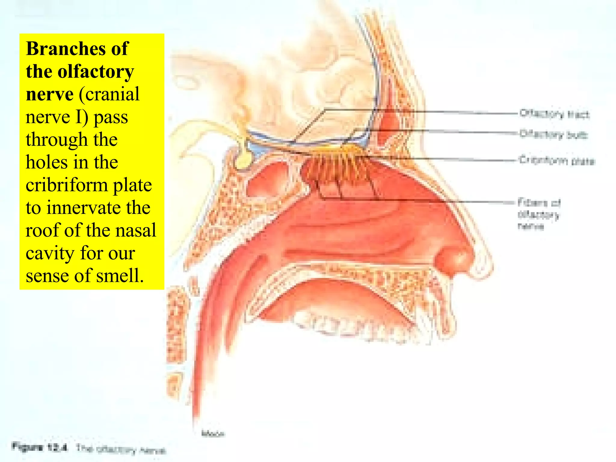 Branches of the olfactory nerve  (cranial nerve I) pass through the holes in the cribriform plate to innervate the roof of the nasal cavity for our sense of smell. 
