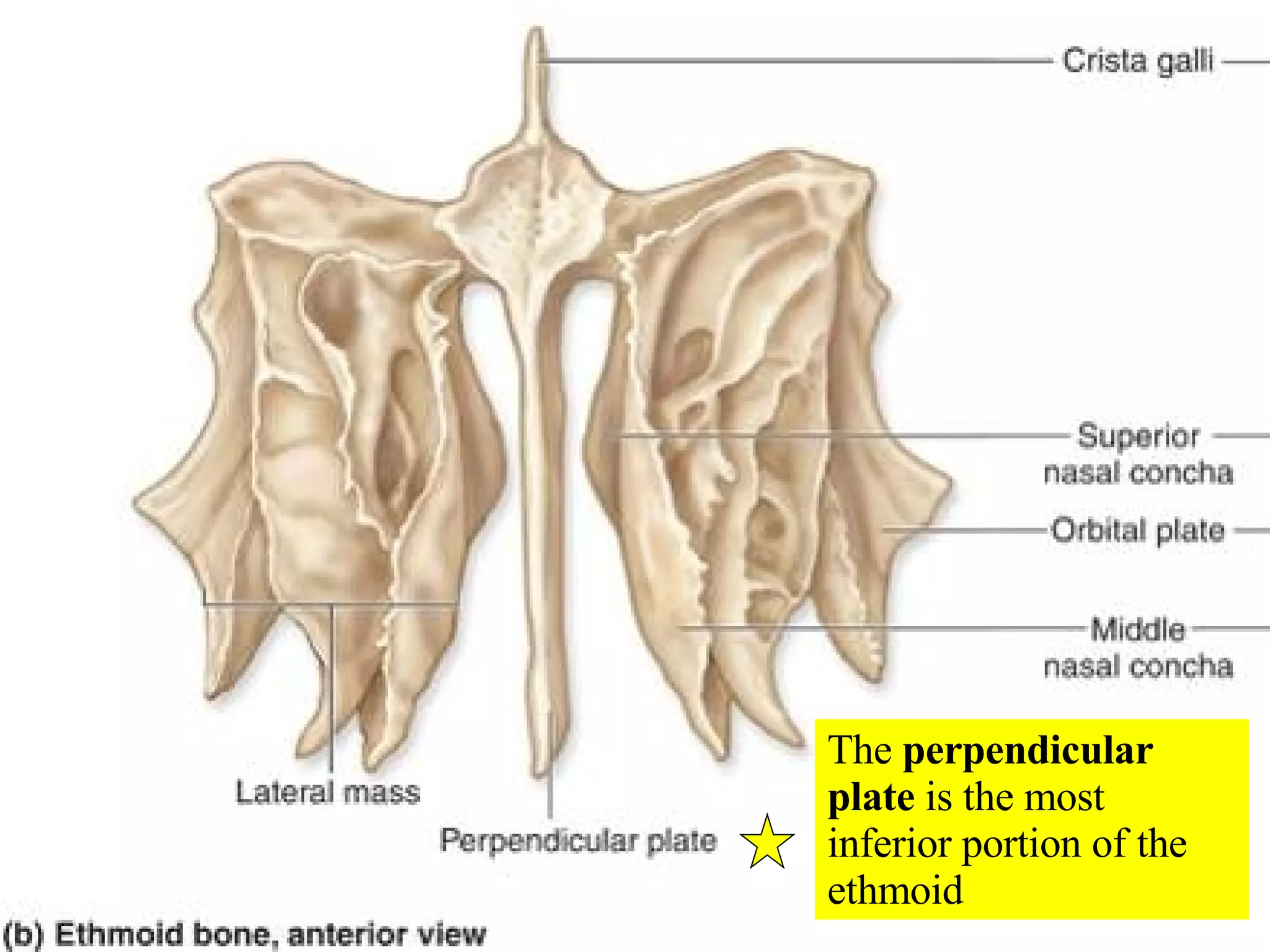 The  perpendicular plate  is the most inferior portion of the ethmoid 