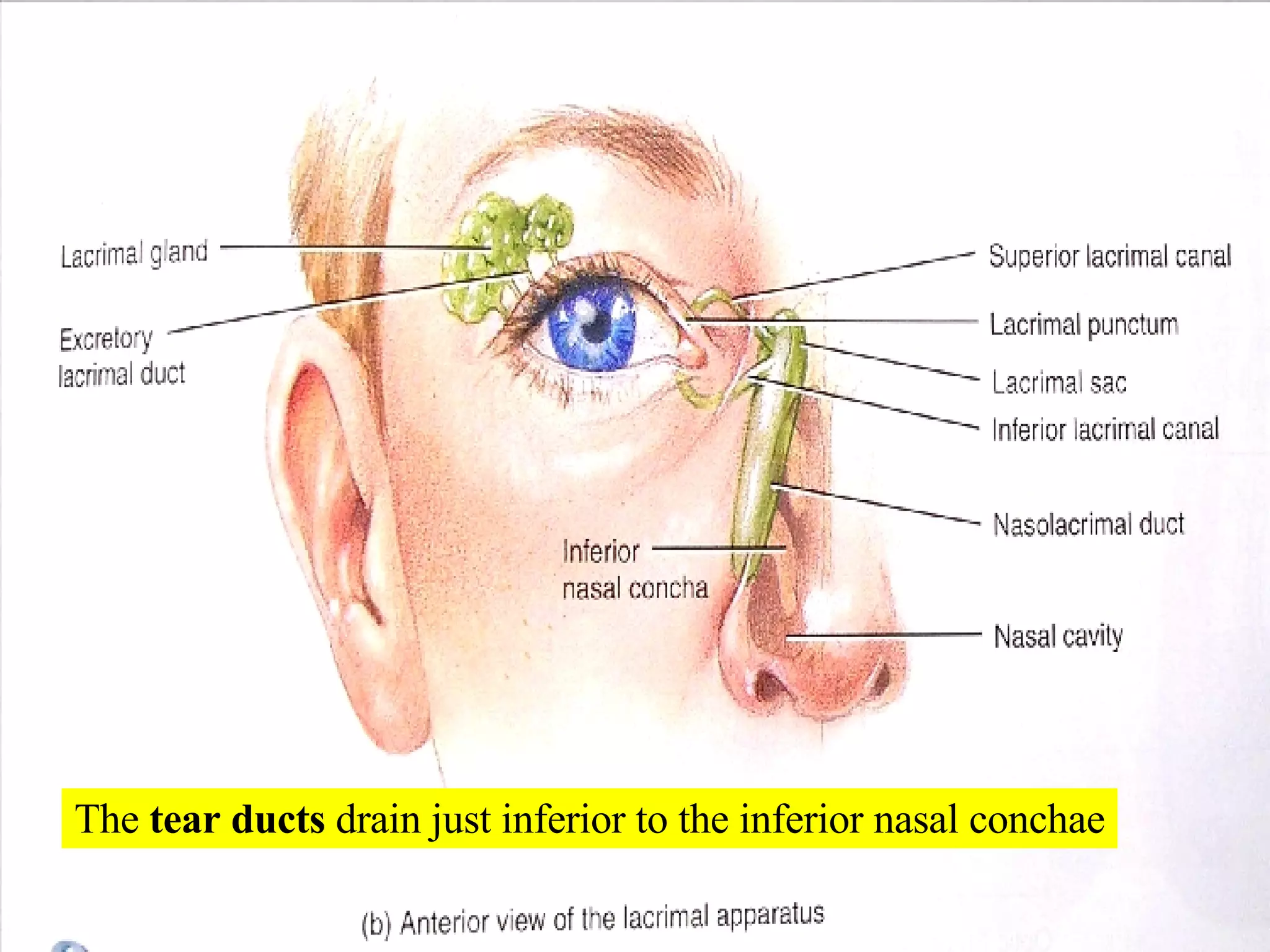 The  tear ducts  drain just inferior to the inferior nasal conchae 