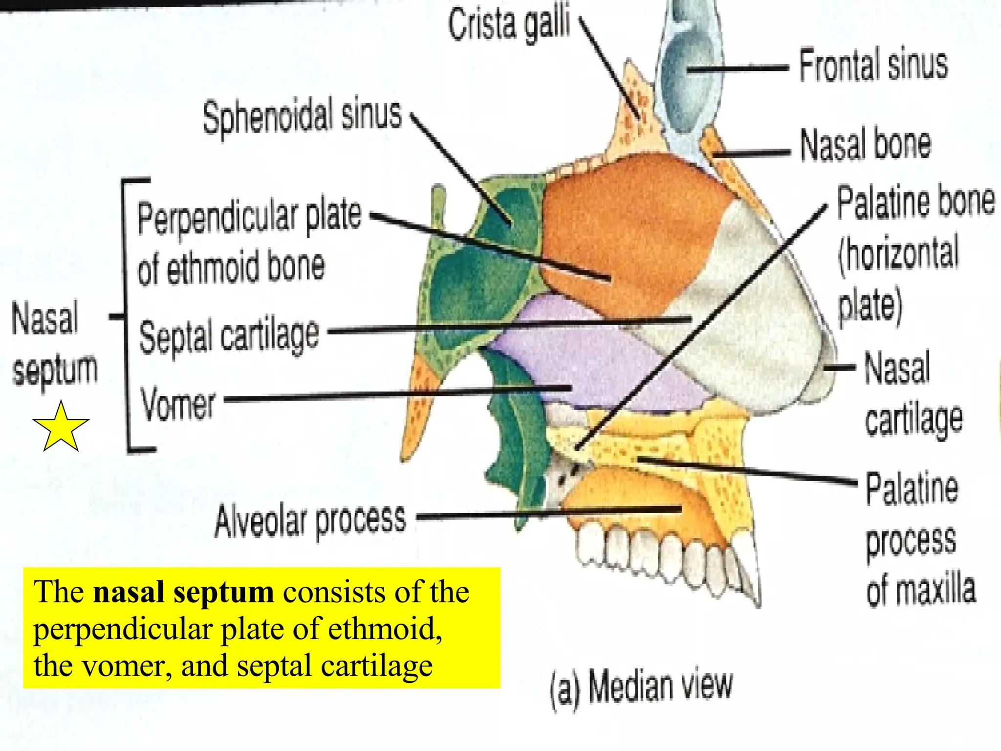 The  nasal septum  consists of the perpendicular plate of ethmoid, the vomer, and septal cartilage 