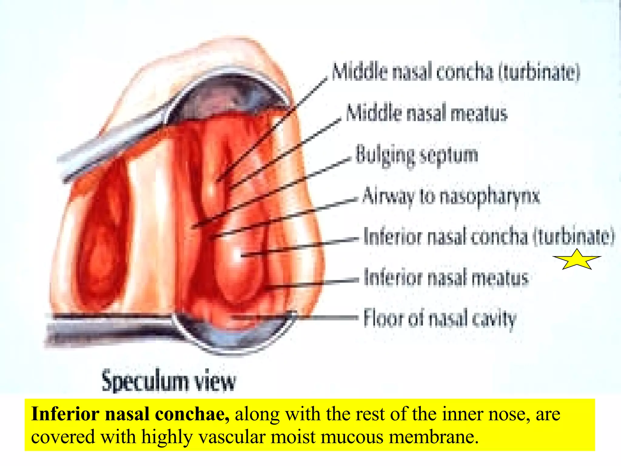 Inferior nasal conchae,  along with the rest of the inner nose, are covered with highly vascular moist mucous membrane. 